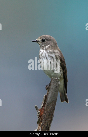 Grey-streaked Flycatcher (Muscicapa griseisticta) adult, perched on stump, Po Toi, Hong Kong, China, spring Stock Photo