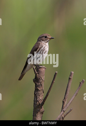 Grey-streaked Flycatcher (Muscicapa griseisticta) adult, perched on branch, Hebei, China, may Stock Photo