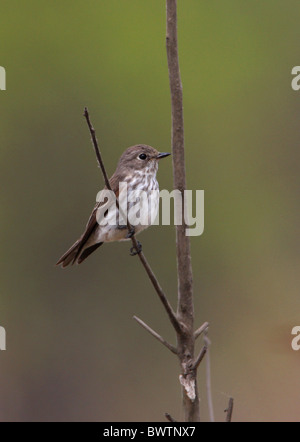 Grey-streaked Flycatcher (Muscicapa griseisticta) adult, perched on twig, Hebei, China, may Stock Photo