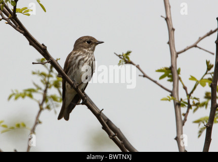 Grey-streaked Flycatcher (Muscicapa griseisticta) adult, perched in bush, Hebei, China, may Stock Photo
