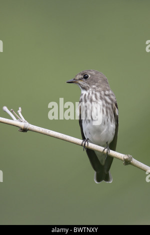 Grey-streaked Flycatcher (Muscicapa griseisticta) adult, perched on twig, Po Toi Island, Hong Kong, China, september Stock Photo