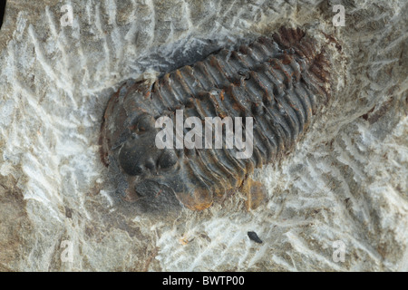Gravicalymene arcuata trilobite fossil fossilized wales welsh ordovician ashgill geology fossil fossils fossilized Stock Photo