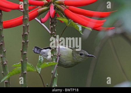 Fork-tailed Sunbird (Aethopyga christinae) adult female, perched in Red Hot Poker Tree (Erythrina speciosa), Hong Kong, China, march Stock Photo