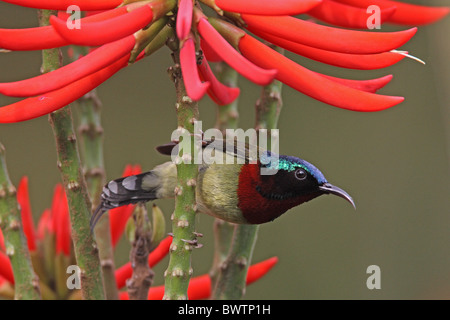 Fork-tailed Sunbird (Aethopyga christinae) adult male, perched in Red Hot Poker Tree (Erythrina speciosa), Hong Kong, China, m Stock Photo