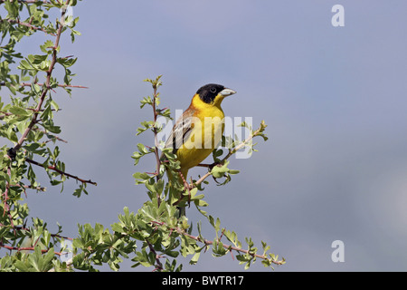 Black-headed Bunting (Emberiza melanocephala) adult male, perched in hawthorn, Cyprus, april Stock Photo