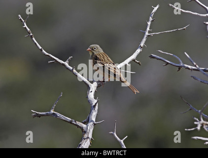 Ortolan Bunting (Emberiza hortulana) adult male, spring migrant, perched on dead twig, Cyprus, april Stock Photo
