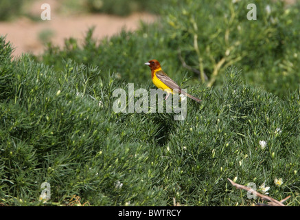 Red-headed Bunting (Emberiza bruniceps) adult male, perched in bush, Taukum Desert, Kazakhstan, may Stock Photo