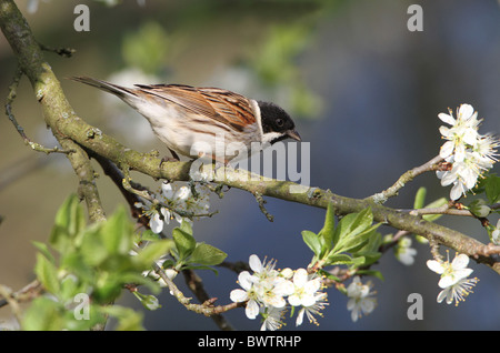 Reed Bunting (Emberiza schoeniclus) adult male, perched in damson with blossom, West Sussex, England, april Stock Photo