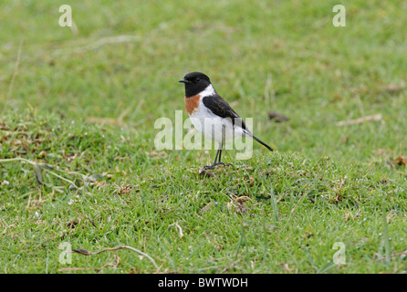 Common Stonechat (Saxicola torquata axillaris) adult male, standing in damp field, Kenya, october Stock Photo