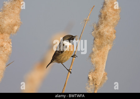 Common Stonechat (Saxicola torquata) adult male, feeding on reedmace seeds, Spain Stock Photo