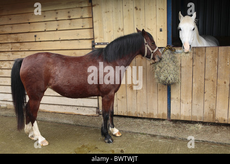 pony horse ponies stable care caring welsh wales britain british domestic domesticated animal europe european Equus caballus Stock Photo