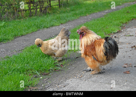 Domestic Chicken, Silkie crossbreed, cockerel and hen, in farmyard, Buckinghamshire, England Stock Photo