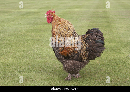 Domestic Chicken, free-range cockerel, calling, standing on garden lawn, England, spring Stock Photo