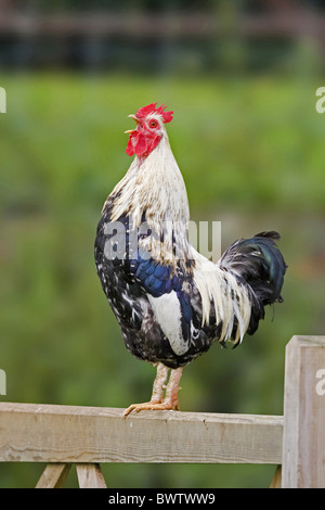 Domestic Chicken, cockerel, crowing, standing on wooden gate, England Stock Photo