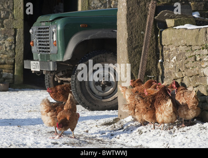 Domestic Chicken freerange hens flock in pasture being 