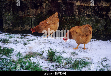 Two hens foraging in a snowy field. Stock Photo