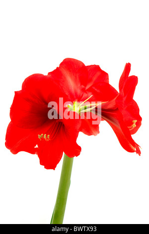 Red Amaryllis, Hippeastrum