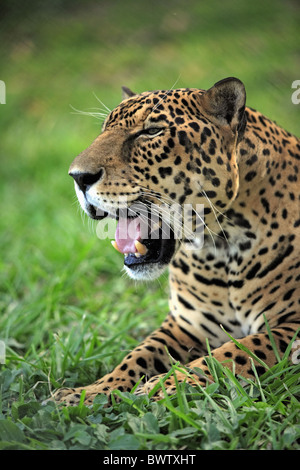 maennlich - male Portrait jaguar jaguars cat cats 'central america' 'central american' 'south america' 'south american' felid Stock Photo
