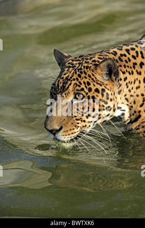 im Wasser - in water maennlich - male Portrait jaguar jaguars cat cats 'central america' 'central american' 'south america' Stock Photo