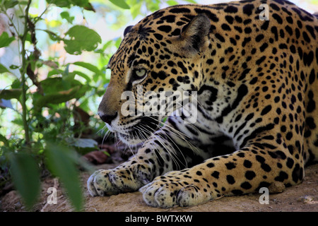 Portrait - close up maennlich - male jaguar jaguars cat cats 'central america' 'central american' 'south america' 'south Stock Photo
