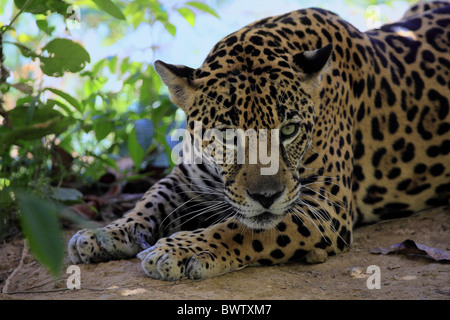 Portrait - close up maennlich - male jaguar jaguars cat cats 'central america' 'central american' 'south america' 'south Stock Photo