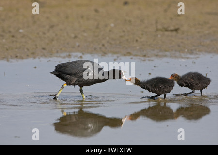 Common Coot (Fulica atra) adult feeding chicks in water, Minsmere RSPB Reserve, Suffolk, England, may Stock Photo