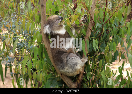 auf Baum - on tree fressend - feeding koala koalas australia australian australasia australasian marsupial marsupials mammal Stock Photo