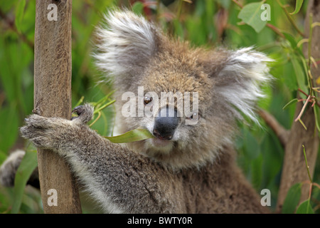 auf Baum - on tree fressend - feeding Portrait - close up koala koalas australia australian australasia australasian marsupial Stock Photo
