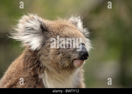 auf Baum - on tree Portrait - close up koala koalas australia australian australasia australasian marsupial marsupials mammal Stock Photo