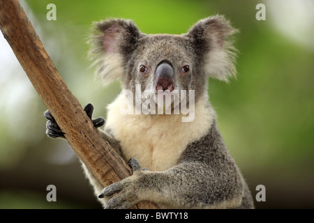 auf Baum - on tree Portrait - close up koala koalas australia australian australasia australasian marsupial marsupials mammal Stock Photo