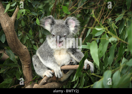 auf Baum - on tree gaehnend - jawning koala koalas australia australian australasia australasian marsupial marsupials mammal Stock Photo