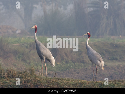 Sarus Crane (Grus antigone) adult pair, standing on ground, Rajasthan, India, january Stock Photo
