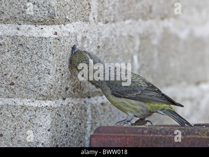 Parrot Crossbill (Loxia pytyopsittacus) adult female, feeding on concrete to get supplement minerals, Northwestern Finland Stock Photo