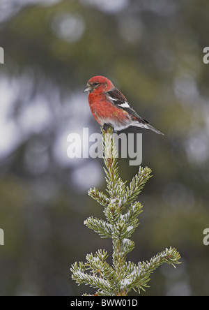 Two-barred Crossbill (Loxia leuceptera) second year male, perched on Norway Spruce (Picea abies), Lapland, Finland, april Stock Photo
