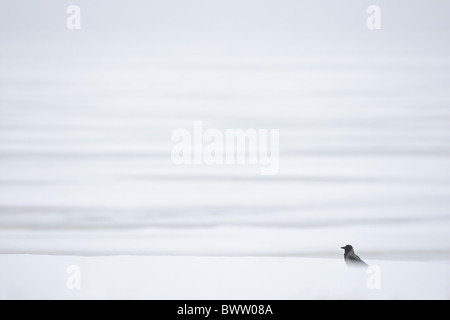 Hooded Crow (Corvus corone cornix) adult, standing in snow on vast wind-swept frozen lake, Lokka, Sodankyla, Finland, winter Stock Photo