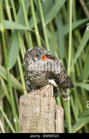 Common Cuckoo (Cuculus canorus) chick, sitting on post, Sussex, England Stock Photo