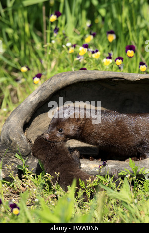 am Bau - at den Mutter mit Baby - mother with baby Tragegriff Nackenbiss - bite to carry mink minks mustelid mustelids Stock Photo