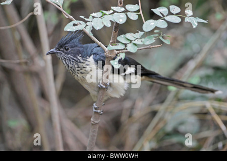 Levaillant's Cuckoo (Clamator levaillantii) adult, perched on branch, Gambia, december Stock Photo