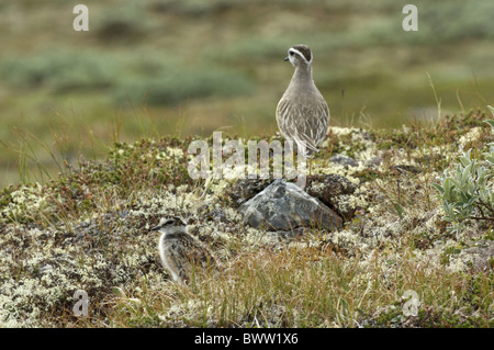 Eurasian Dotterel (Charadrius morinellus) chick, with adult in distance, in montane habitat, Jotunheimen, Norway Stock Photo