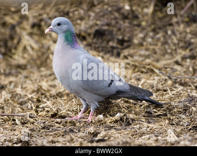 Stock Dove (Columba oenas) adult, standing, West Sussex, England Stock Photo