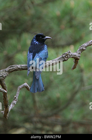 hair-crested drongo, Dicrurus hottentottus, single adult perched on branch  of tree, Cat Tien, Vietnam Stock Photo - Alamy