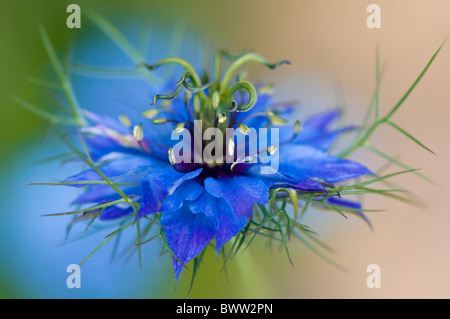 A single blue Nigella damascena 'Miss Jekyll' Flower - love in a mist Stock Photo