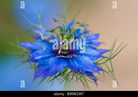 A single blue Nigella damascena 'Miss Jekyll' Flower - love in a mist Stock Photo