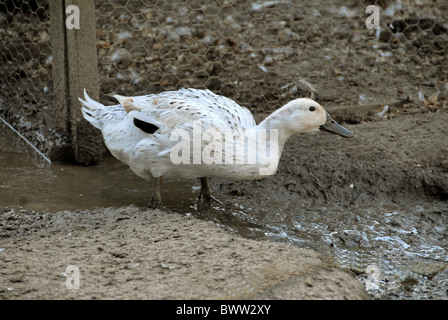 Domestic Duck, Silver Appleyard, adult, foraging in mud, on farm, Hertfordshire, England Stock Photo