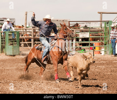 USA, Idaho, Bruneau Rodeo, Calf roper and horse participating in calf roping event. Stock Photo