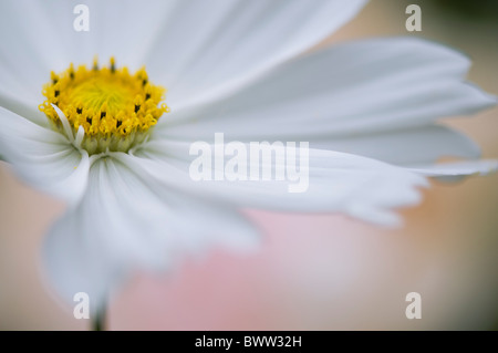 A single white Cosmos flower 'Psyche White' - Cosmea Bipinnatus Stock Photo