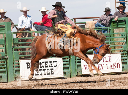 USA,Idaho, Bruneau Rodeo,Cowboy competing in Saddle Bronc Riding event. Stock Photo