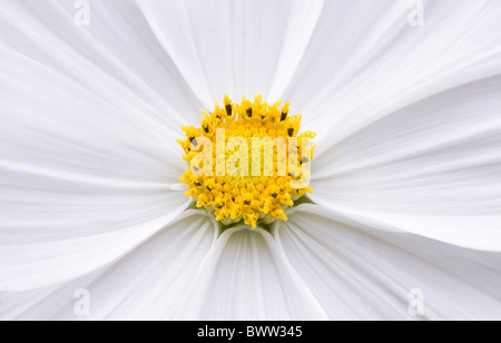 A single white Cosmos flower 'Psyche White' - Cosmea Bipinnatus Stock Photo