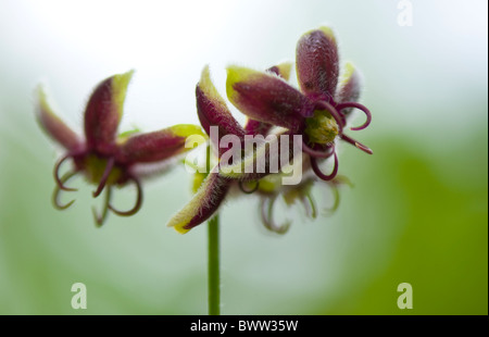 Silk vine flowers - Periploca graeca Stock Photo