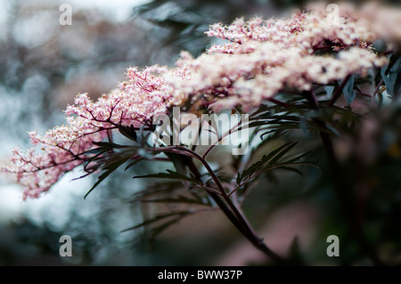 Sambucus nigra 'Black Beauty' - common Elder Stock Photo